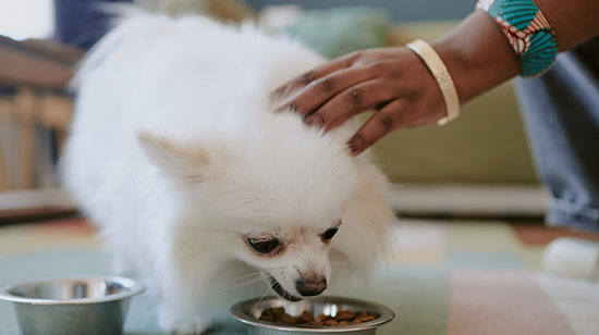 Best dog food for sensitive stomachs available in Ireland