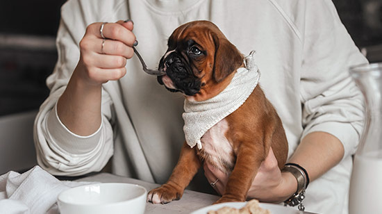 Best dog food brands available in Ireland