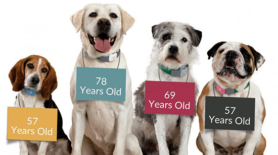 Best dog food for senior dogs in Ireland