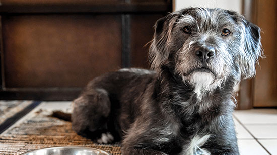 Feeding an older dog in Ireland — senior dog nutrition guide