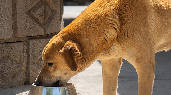 Raw dog food ingredients including meat and vegetables