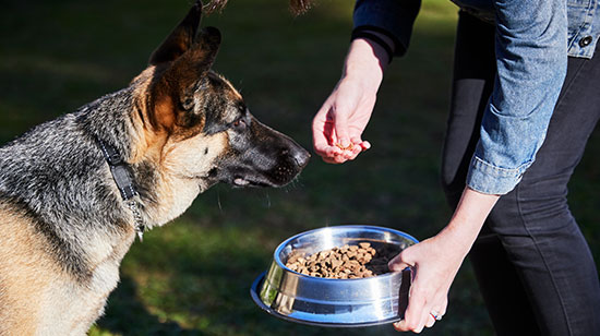Sensitive dog food options available in Irish pet shops