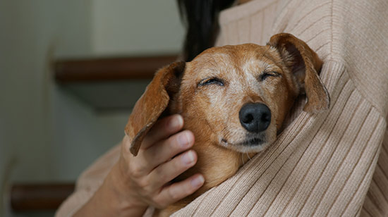 Calming treats and supplements for anxious dogs in Ireland
