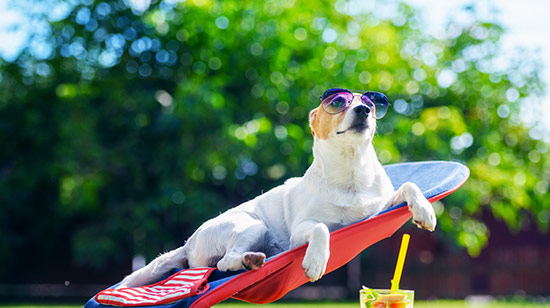 How to calm an anxious dog in Ireland
