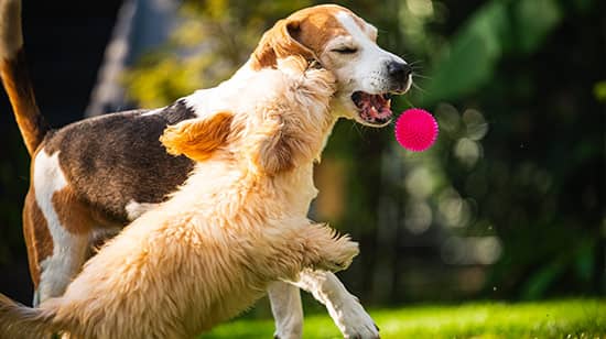 Joint supplements for dogs in Ireland