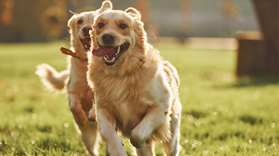 Dog with probiotic supplement in Ireland