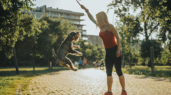 Salmon and fish oil supplements for dog joint health